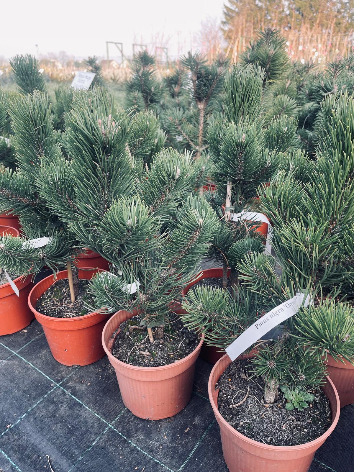 plant018 - Szkółka Ula Milczanowska